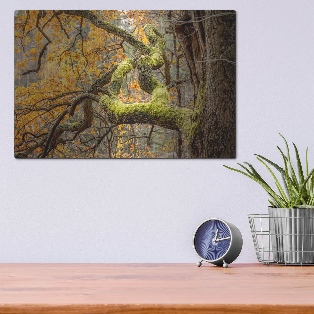 'Reaching Autumn Branch' by Nicklas Gustafsson – Metal Wall Art, 16x12 room view