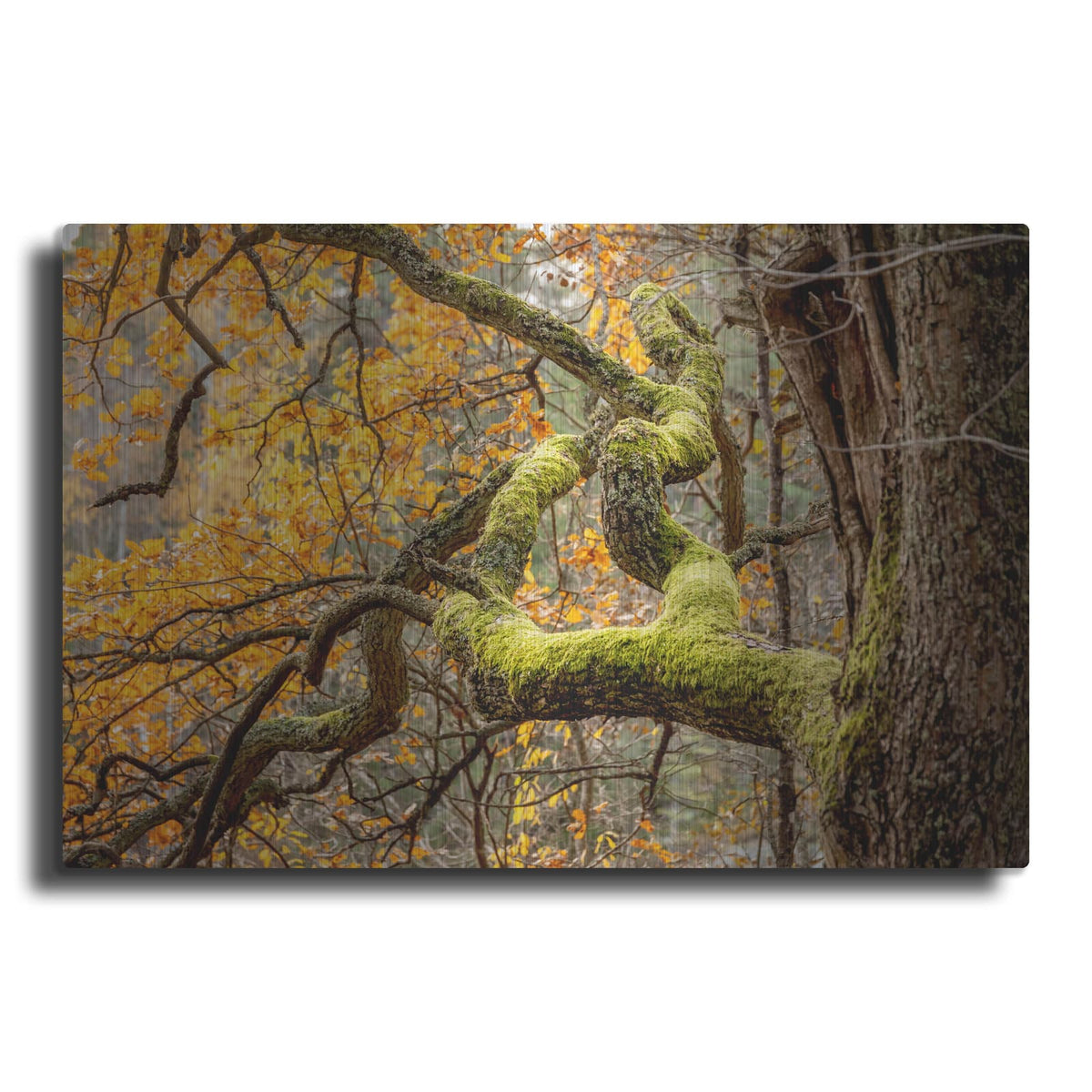 'Reaching Autumn Branch' by Nicklas Gustafsson – Metal Wall Art