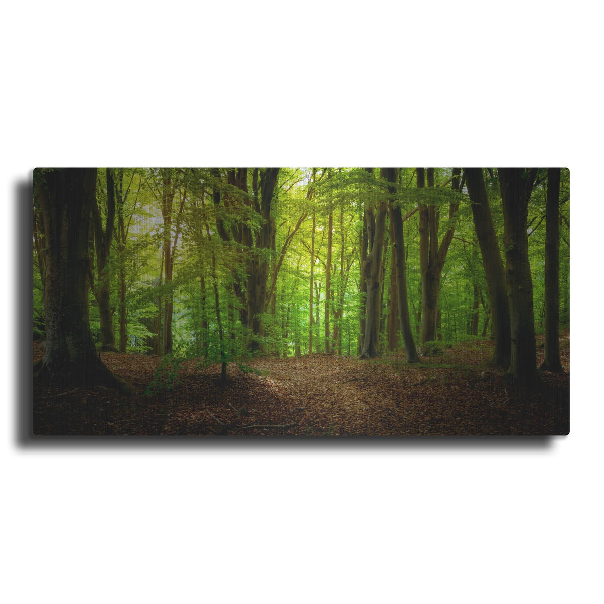 'Summer Forest' by Nicklas Gustafsson – Metal Wall Art