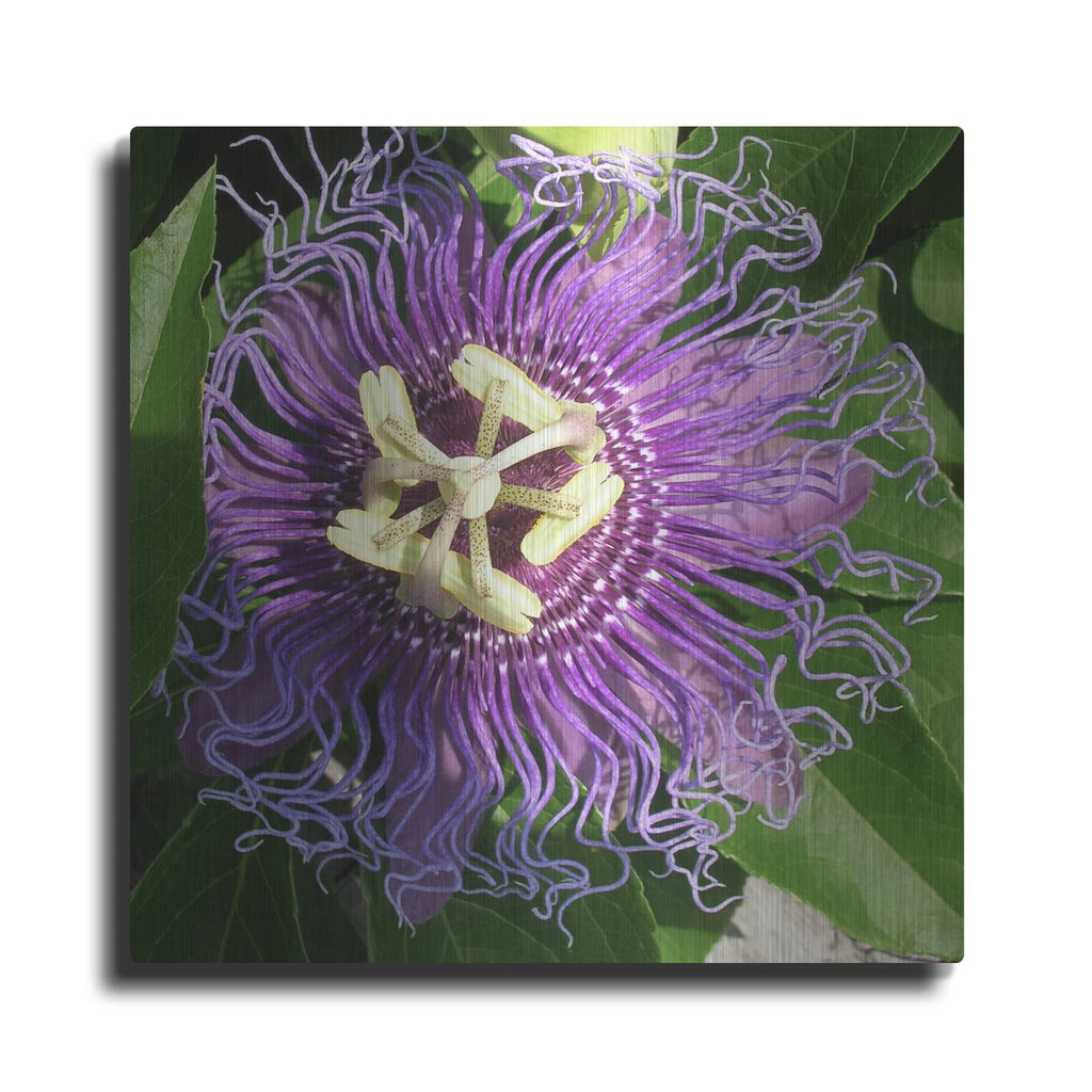 'Junes Treasure 1' by Alicia Ludwig – Metal Wall Art
