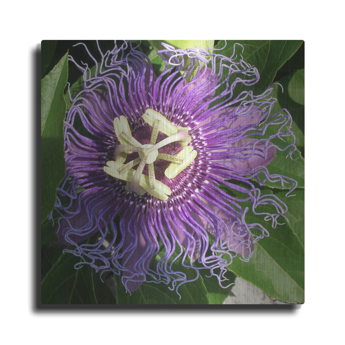 'Junes Treasure 1' by Alicia Ludwig – Metal Wall Art