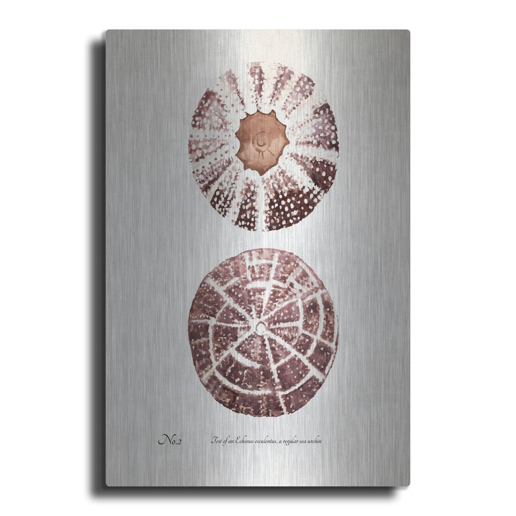 'Sienna Shell Collector 2' by Annie Warren – Metal Wall Art