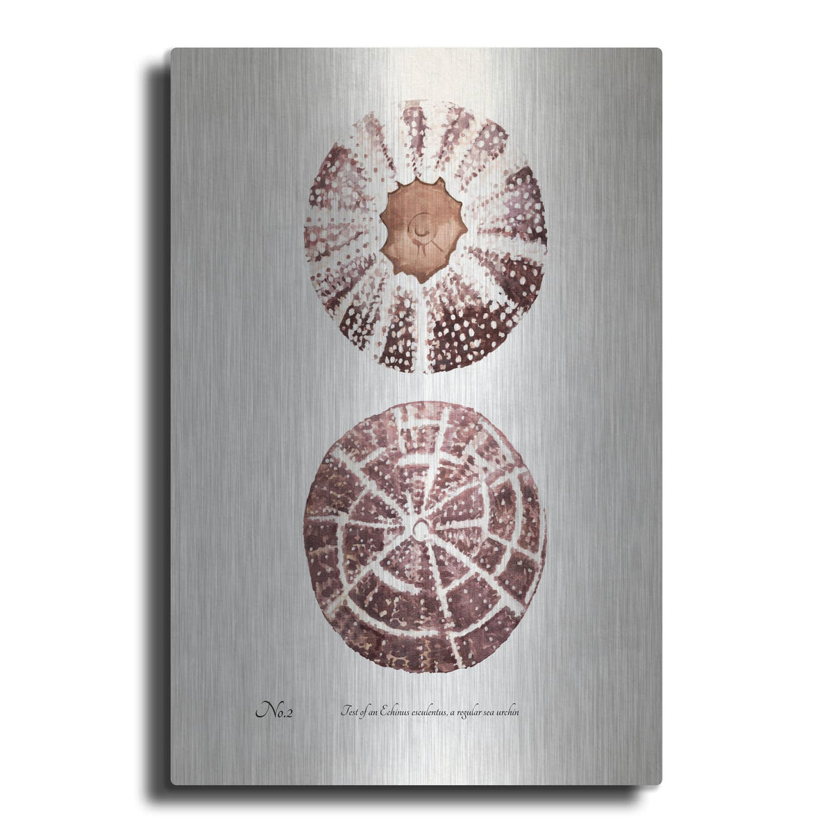 'Sienna Shell Collector 2' by Annie Warren – Metal Wall Art