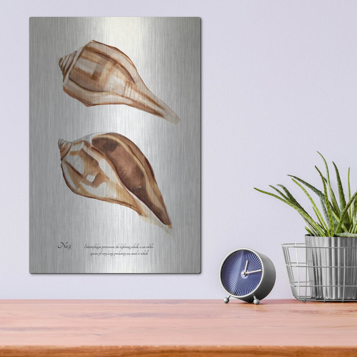 'Sienna Shell Collector 3' by Annie Warren – Metal Wall Art, 12x16 room view