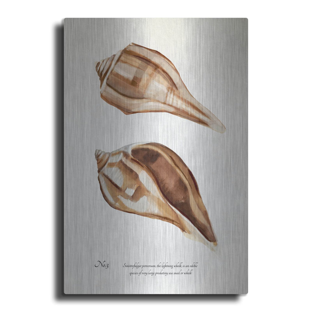 'Sienna Shell Collector 3' by Annie Warren – Metal Wall Art