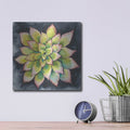 'Succulent Rosette 4' by Chariklia Zarris – Metal Wall Art, 12x12 room view