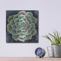 'Succulent Rosette 2' by Chariklia Zarris – Metal Wall Art, 12x12 room view