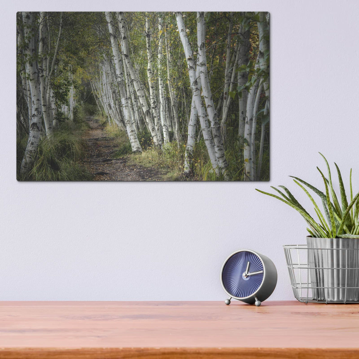 'A Walk Through The Birch Trees' by Danny Head – Metal Wall Art, 16x12 room view