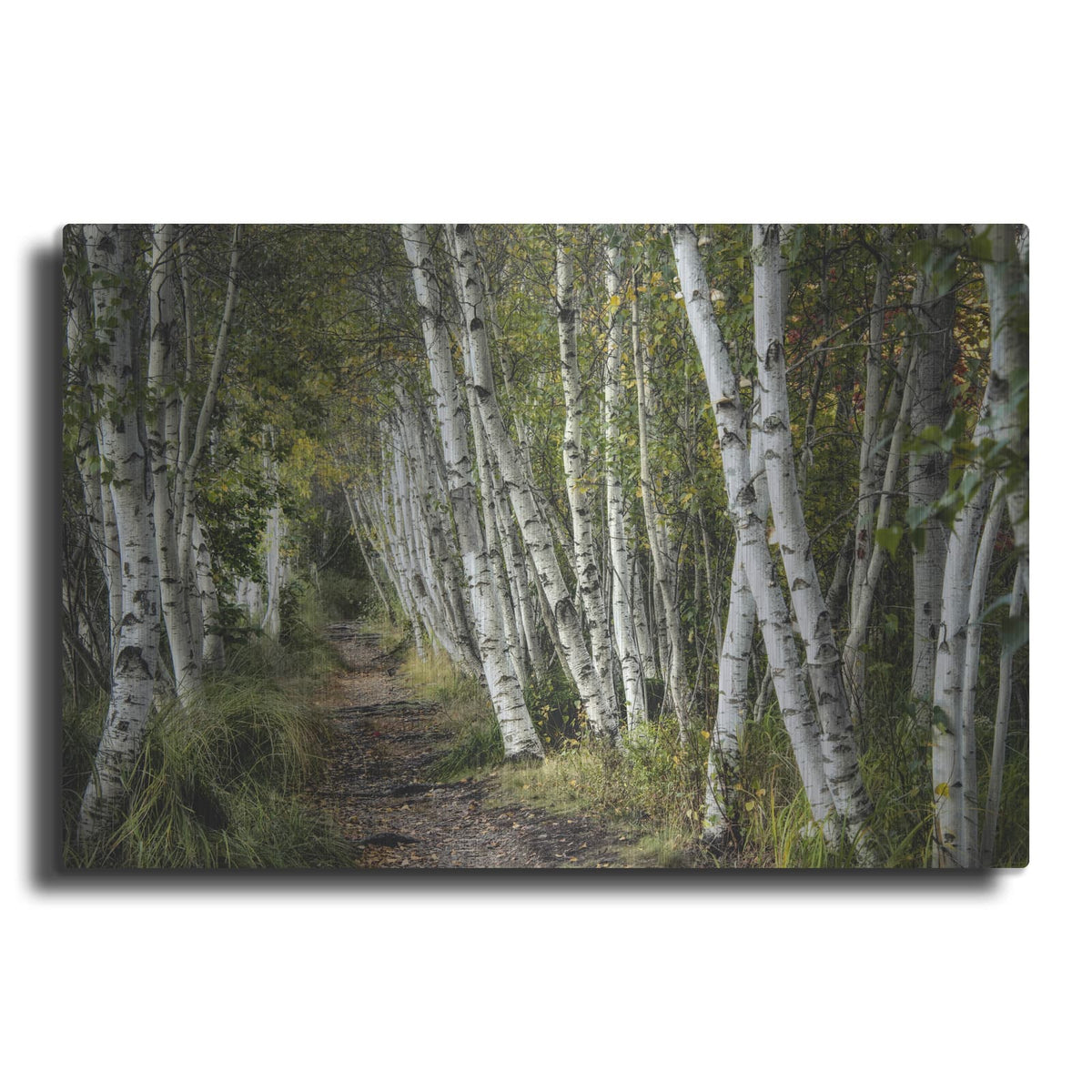 'A Walk Through The Birch Trees' by Danny Head – Metal Wall Art
