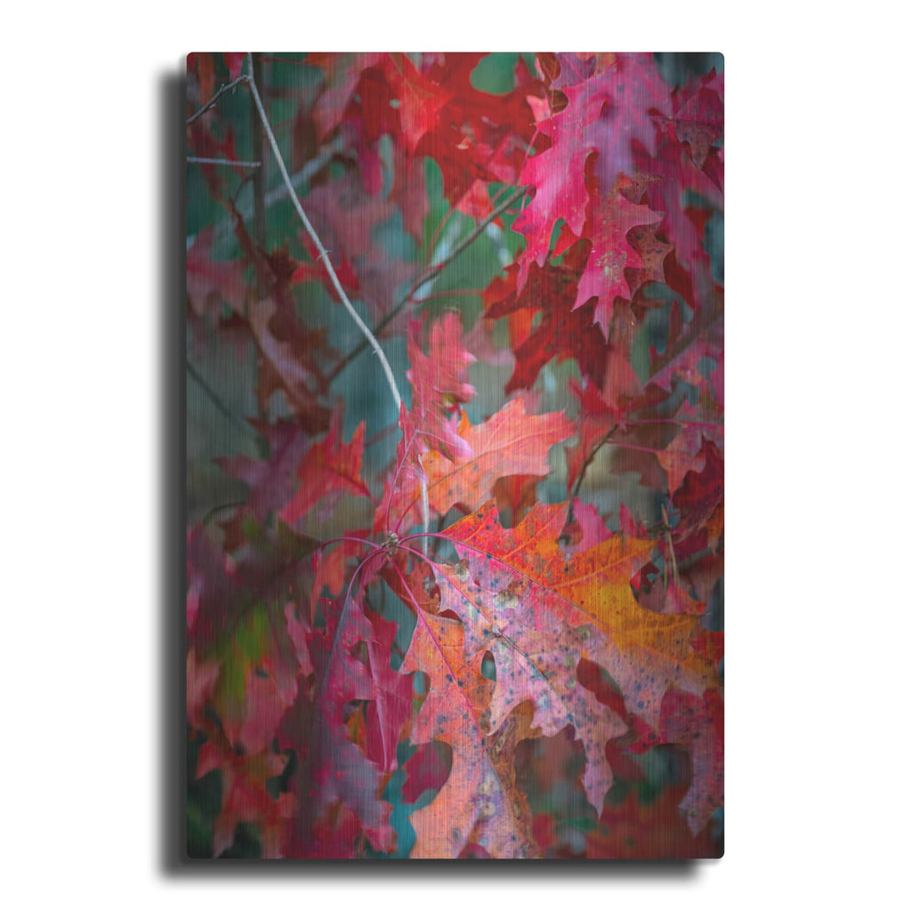 'Autumn Oak Leaves' by Danny Head – Metal Wall Art