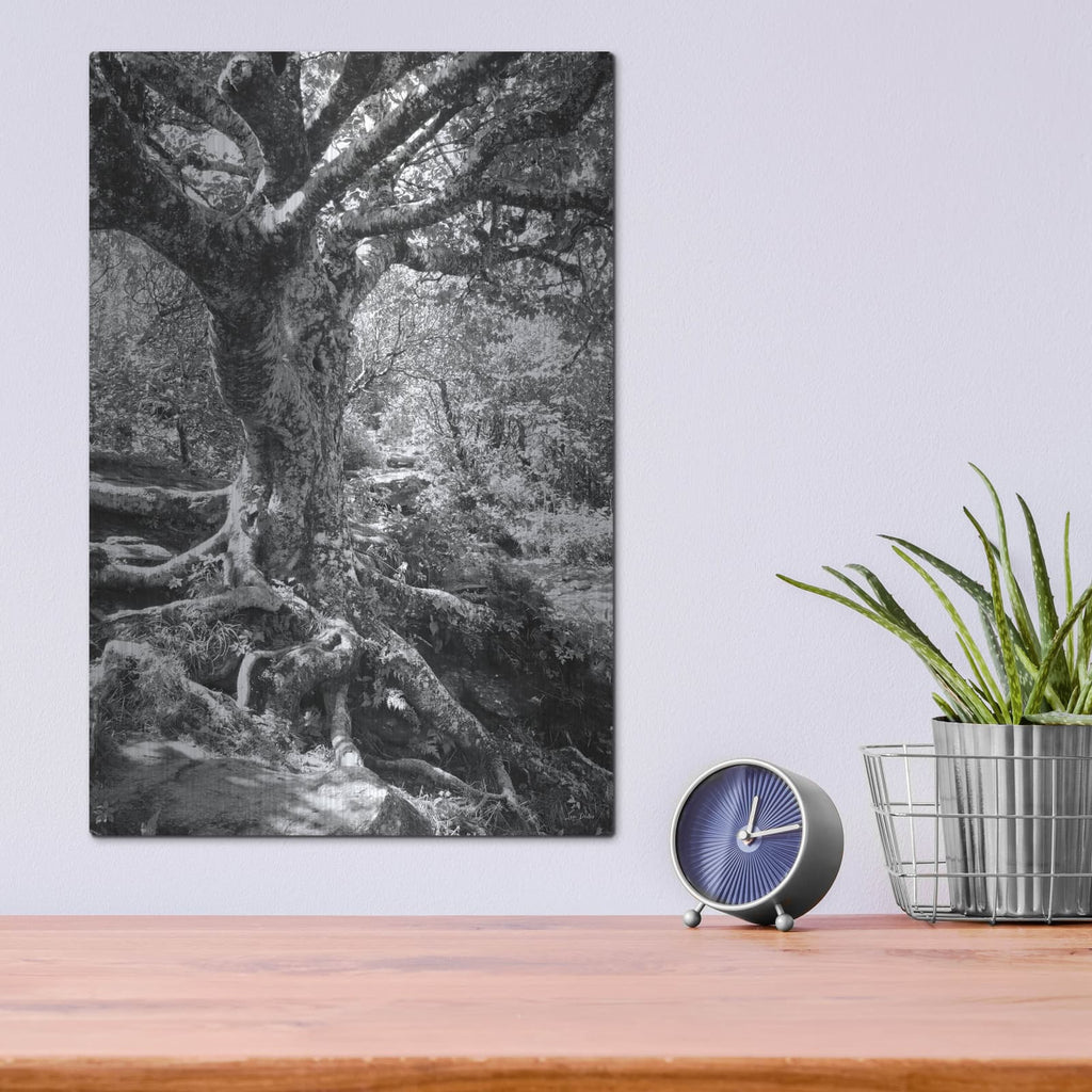'Old Tree' by Lori Deiter – Metal Wall Art, 12x16 room view