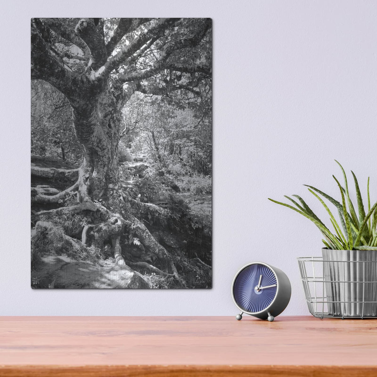 'Old Tree' by Lori Deiter – Metal Wall Art, 12x16 room view