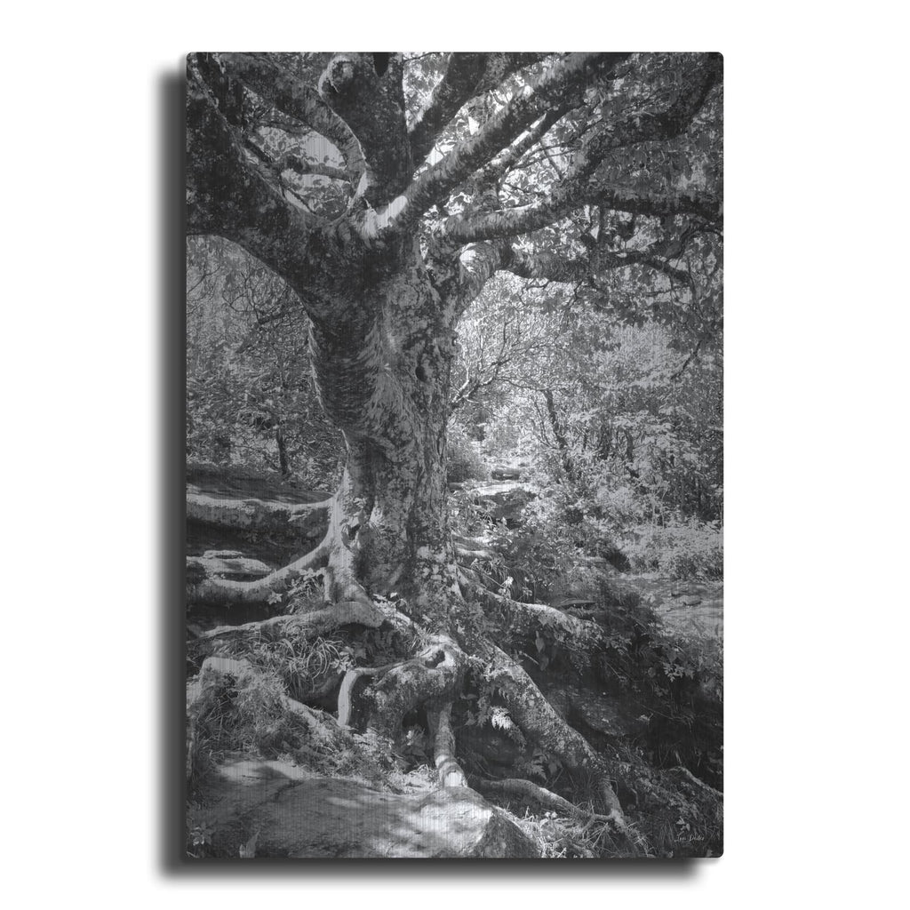 'Old Tree' by Lori Deiter – Metal Wall Art