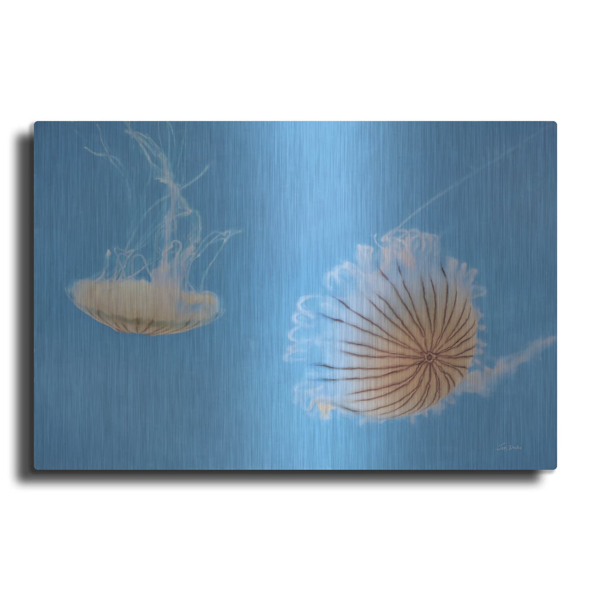 'Jellyfish Dance 2' by Lori Deiter – Metal Wall Art