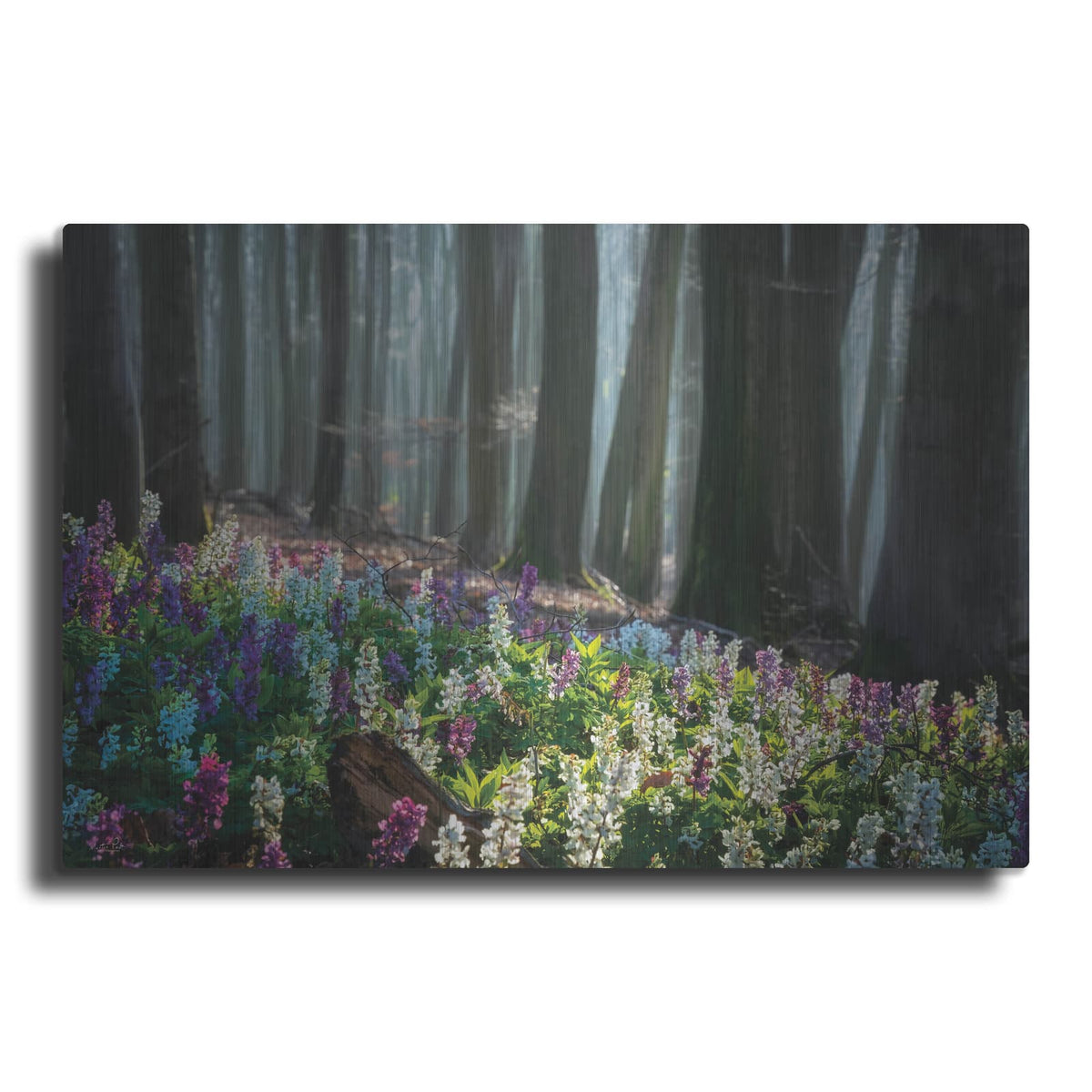 'Morning Light Of Spring' by Martin Podt – Metal Wall Art