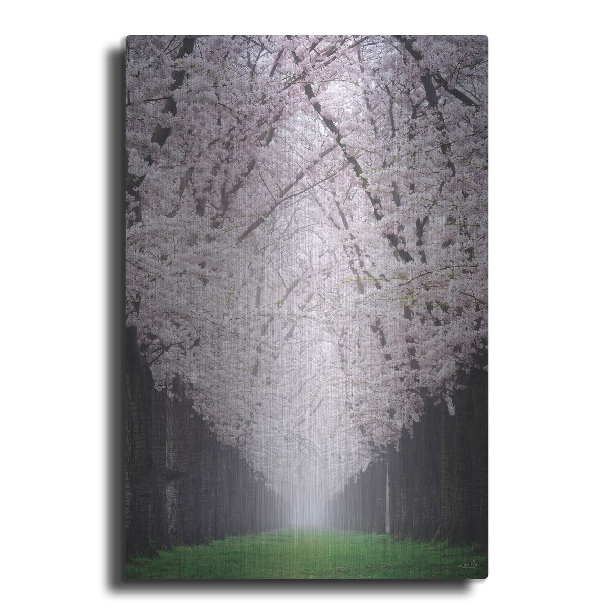 'Cherry Blossom Alley' by Martin Podt – Metal Wall Art