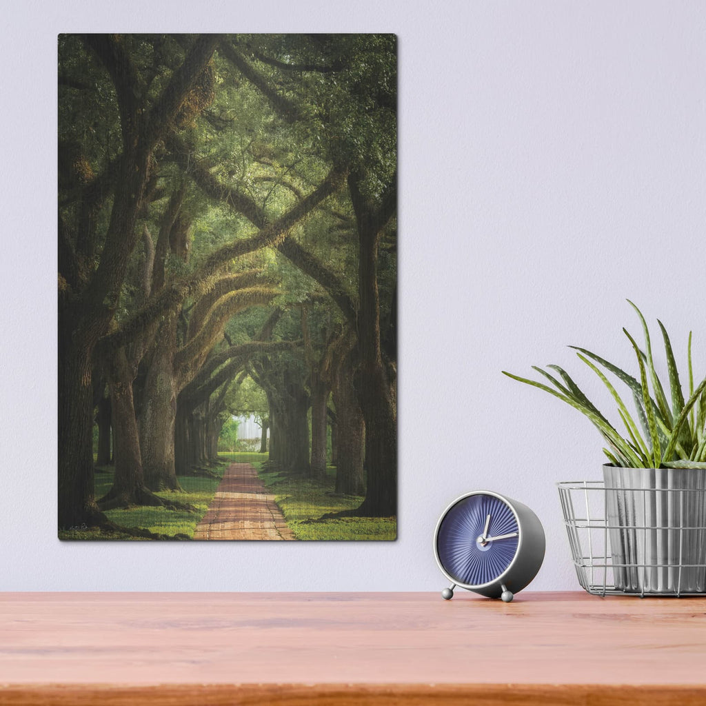 'Live Oaks In The Morning Light' by Martin Podt – Metal Wall Art, 12x16 room view