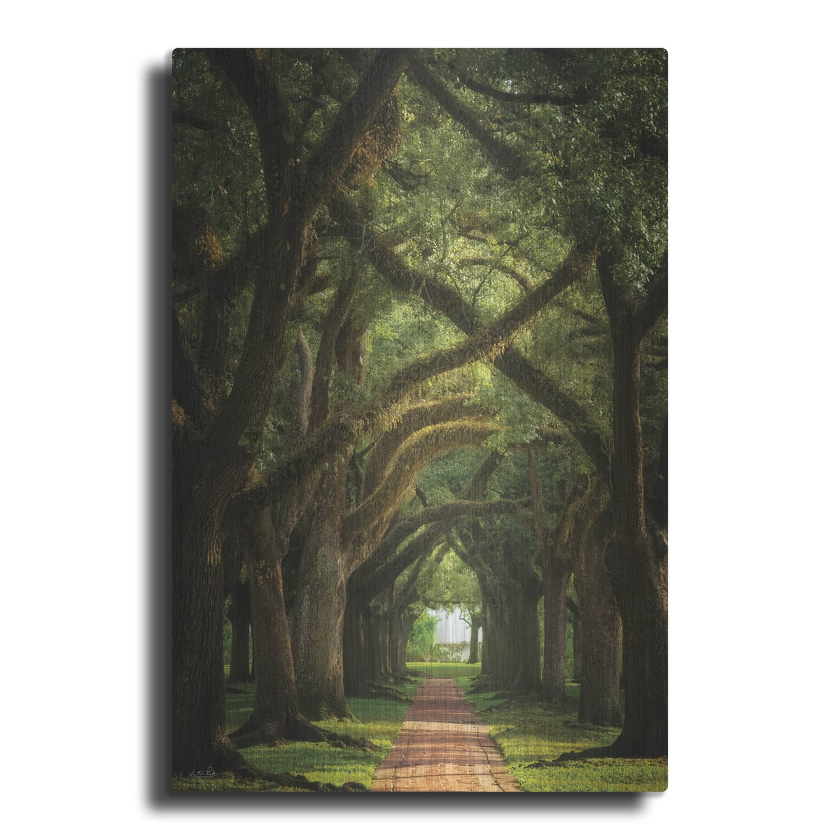'Live Oaks In The Morning Light' by Martin Podt – Metal Wall Art