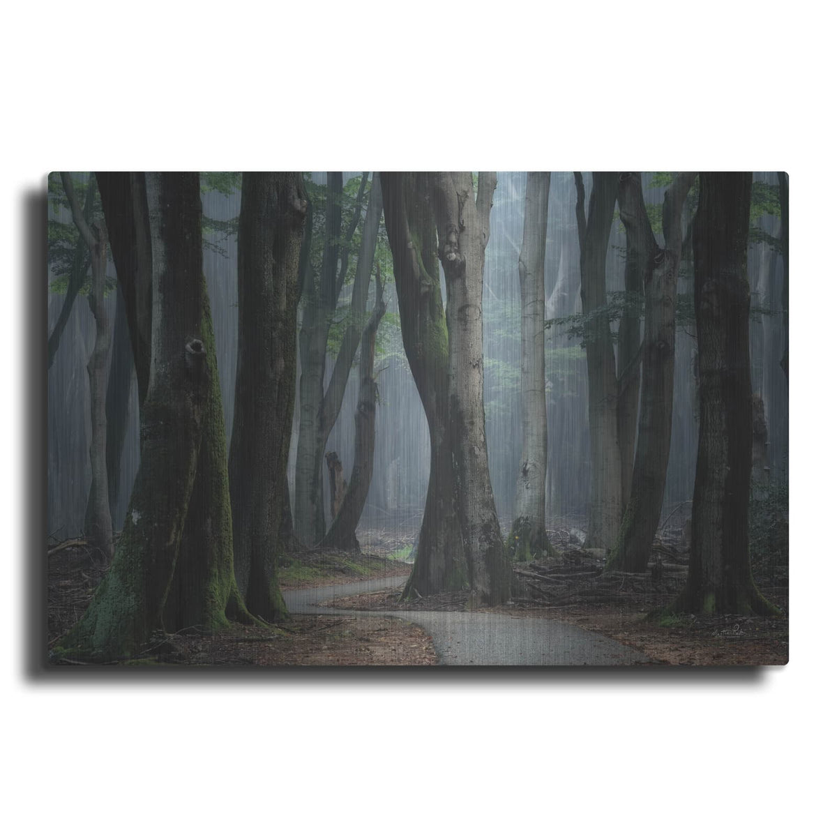 'Winding Through The Trees' by Martin Podt – Metal Wall Art