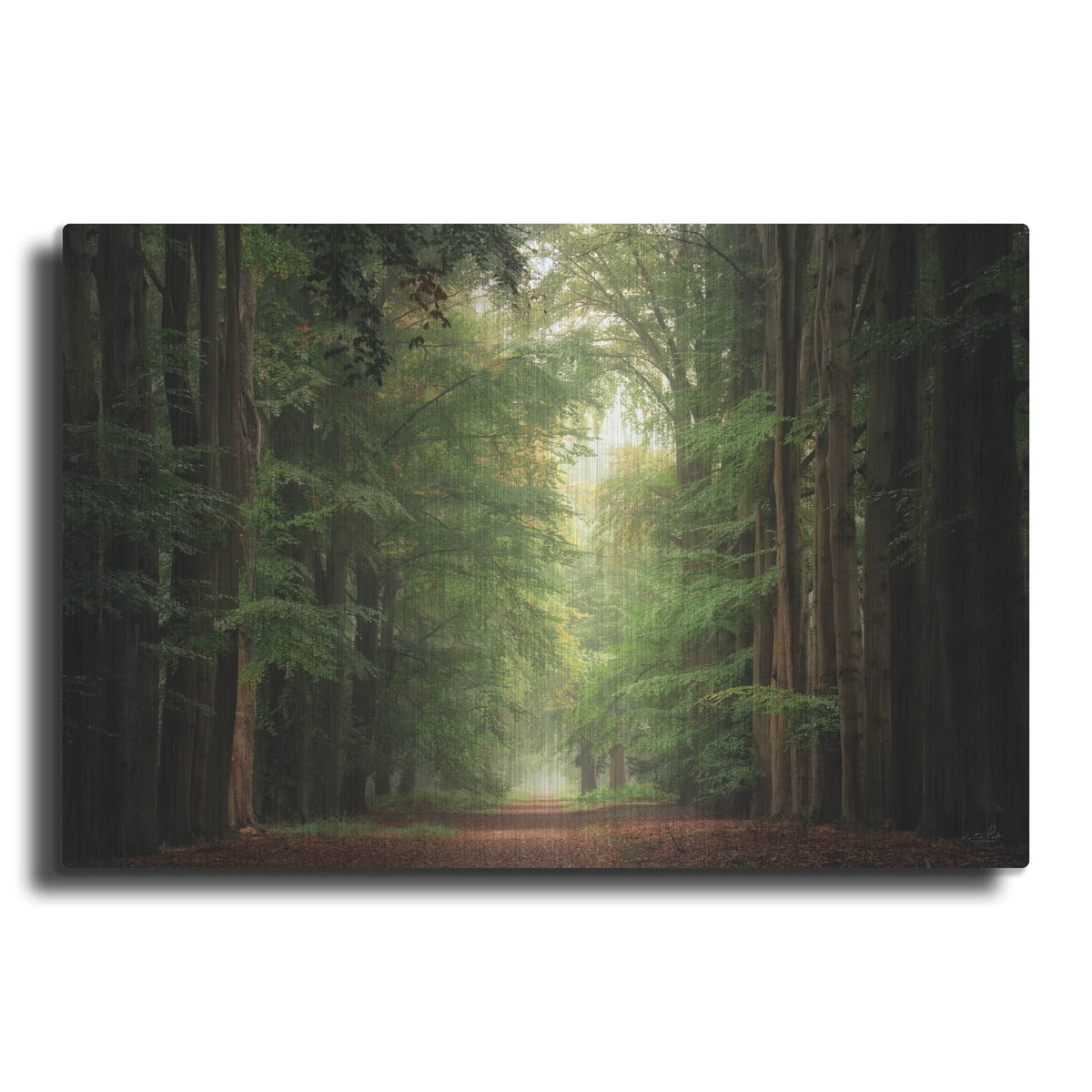 'Forest Bound' by Martin Podt – Metal Wall Art
