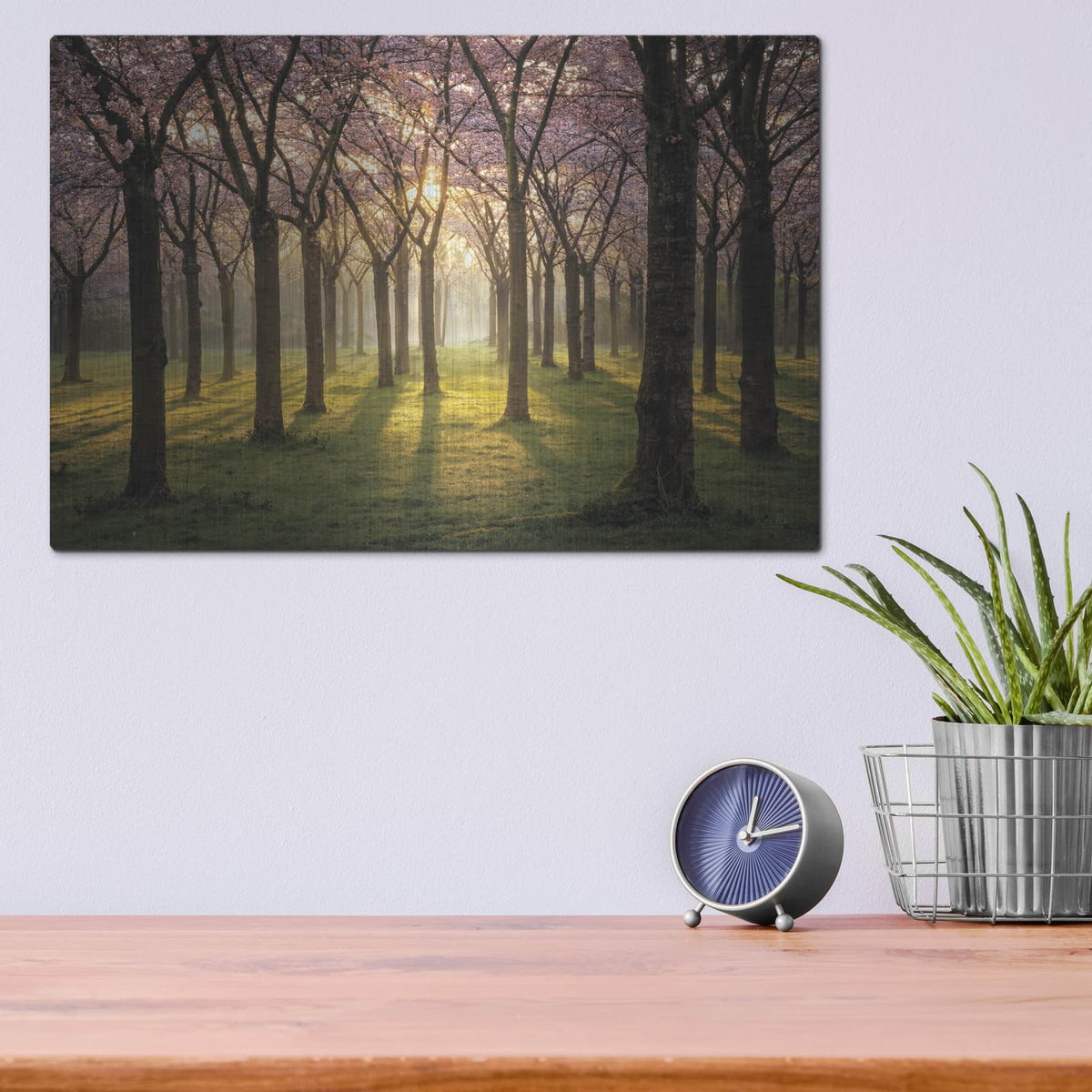 'Cherry Trees In Morning Light 1' by Martin Podt – Metal Wall Art, 16x12 room view