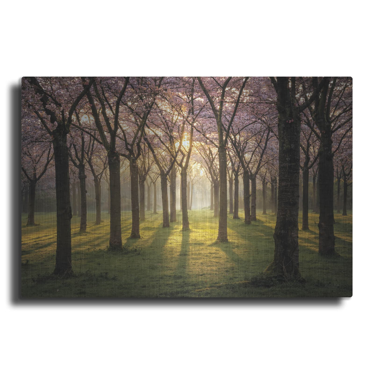 'Cherry Trees In Morning Light 1' by Martin Podt – Metal Wall Art