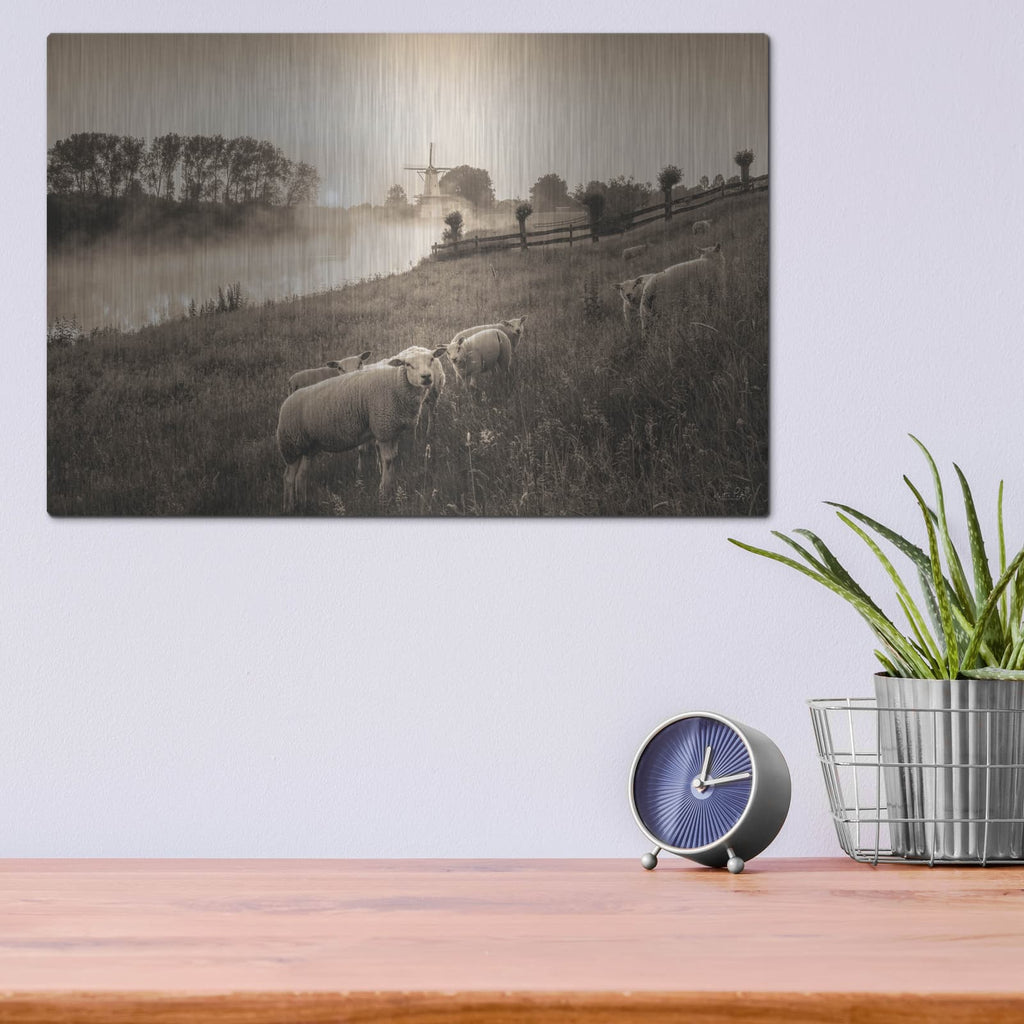 'Grazing Sheep' by Martin Podt – Metal Wall Art, 16x12 room view