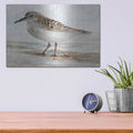 'Sanibel Piper 1' by Stellar Design Studio – Metal Wall Art, 16x12 room view