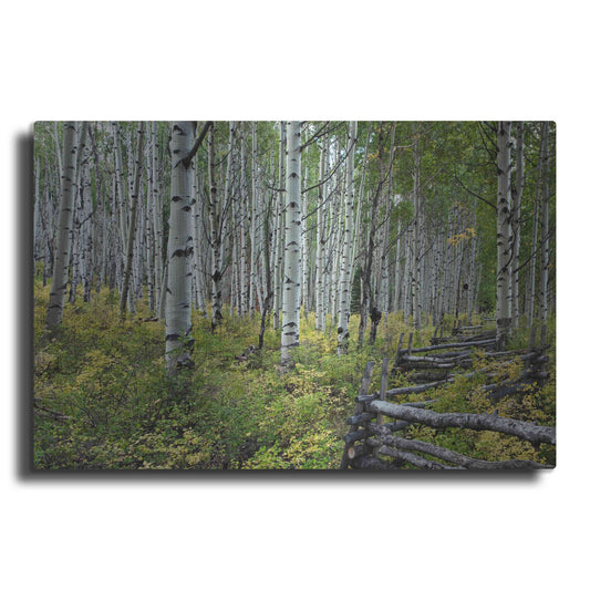 Luxe Metal Art 'Aspen Grove Rail Fence,', Metal Wall Art