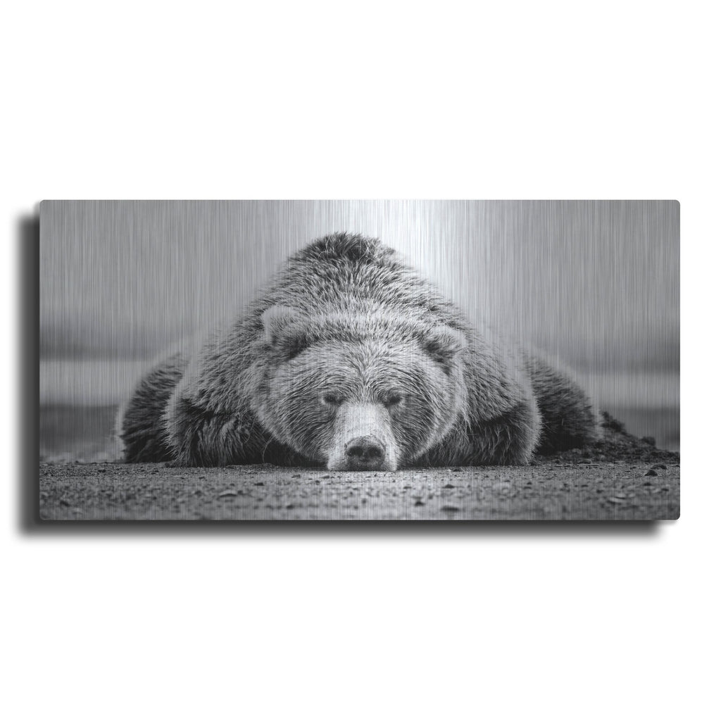 'Resting Grizzly' by Rich Monet Metal Wall Art