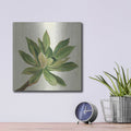 'Front Yard Succulent I' by Silvia Vassileva – Metal Wall Art, 12x12 room view