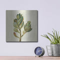 'Front Yard Succulent II' by Silvia Vassileva – Metal Wall Art, 12x12 room view