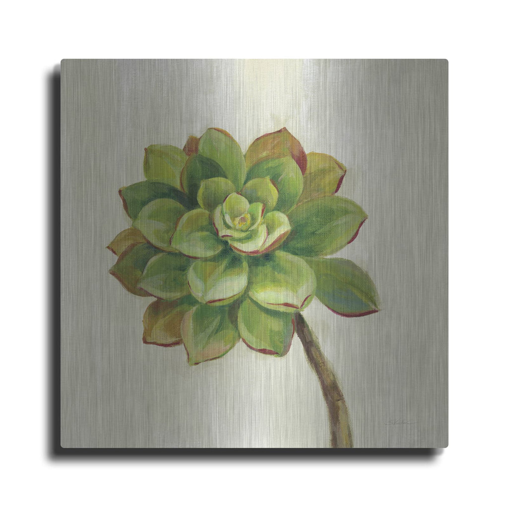 'Front Yard Succulent IV' by Silvia Vassileva – Metal Wall Art