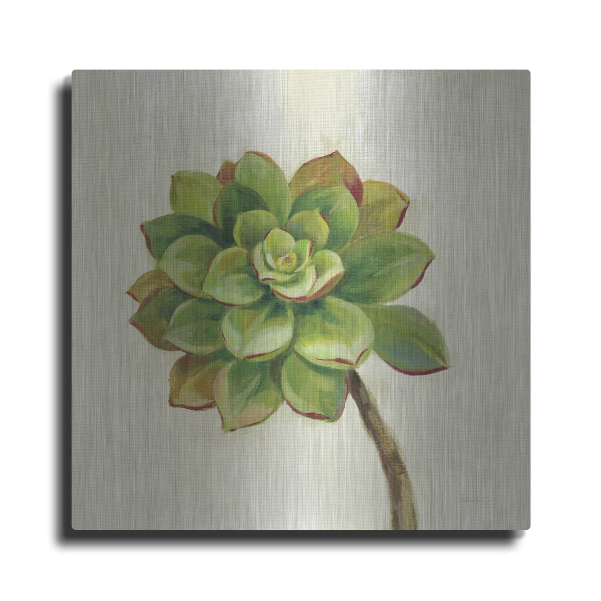 'Front Yard Succulent IV' by Silvia Vassileva – Metal Wall Art