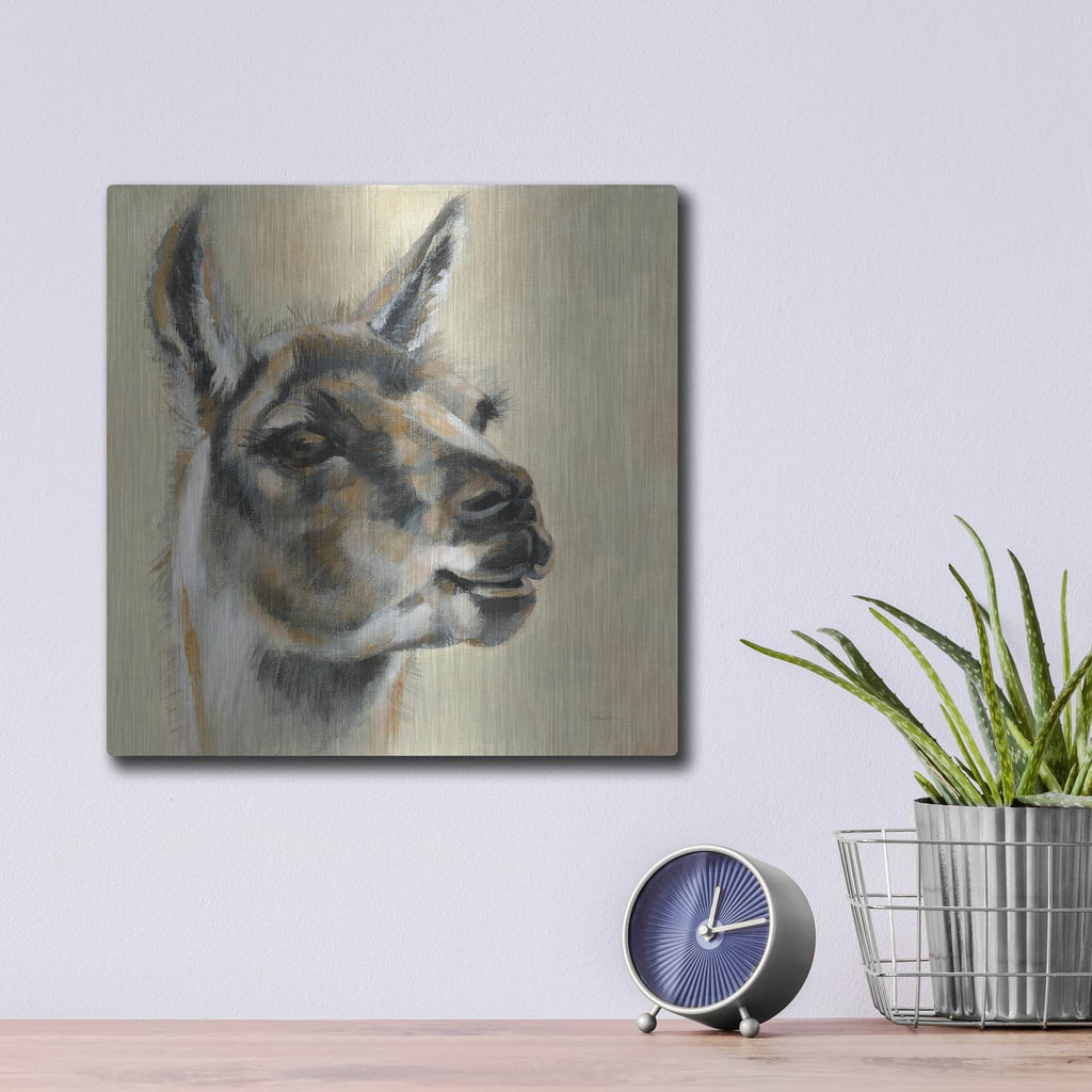 'Llama Portrait' by Silvia Vassileva – Metal Wall Art, 12x12 room view