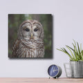 'Forest Stripes Barred Owl' by Veve – Metal Wall Art, 12x12 room view