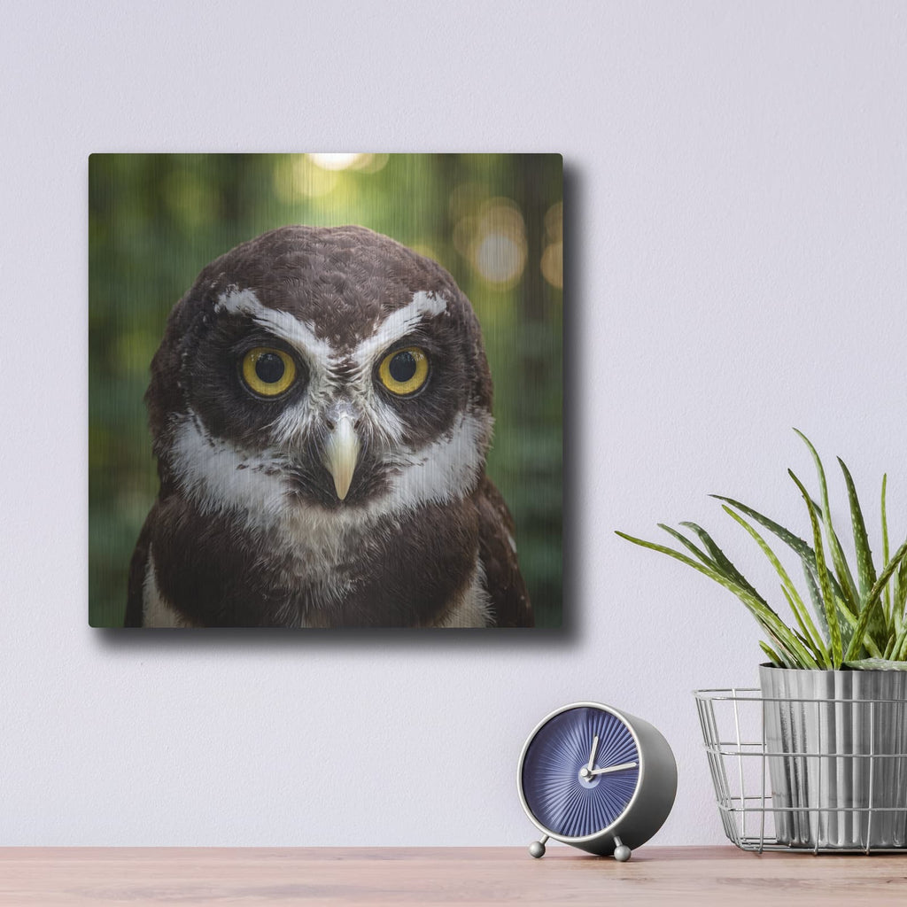 'Jungle Spectacles Owl' by Veve – Metal Wall Art, 12x12 room view