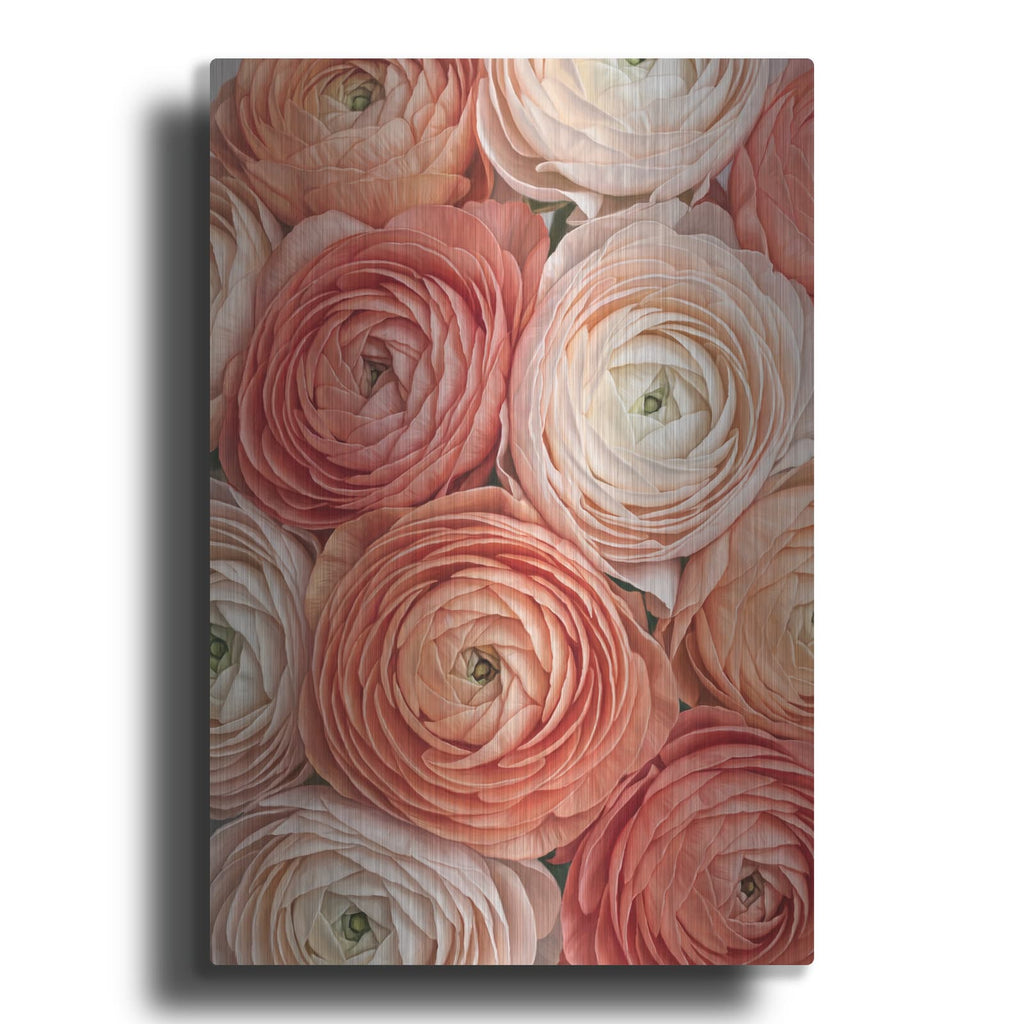 'Ranunculus Ruffles' by Veve – Metal Wall Art