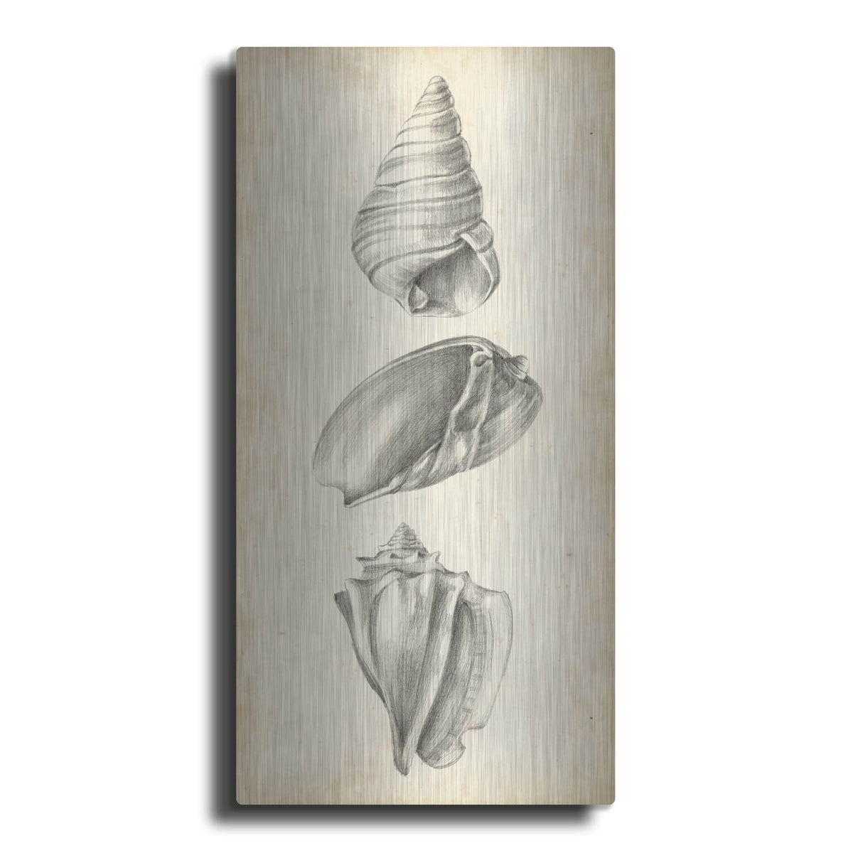 'Antique Shell Study Panel II' by Ethan Harper – Metal Wall Art
