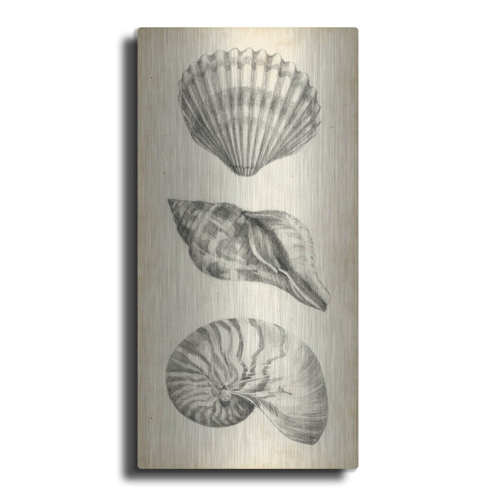 'Antique Shell Study Panel I' by Ethan Harper – Metal Wall Art