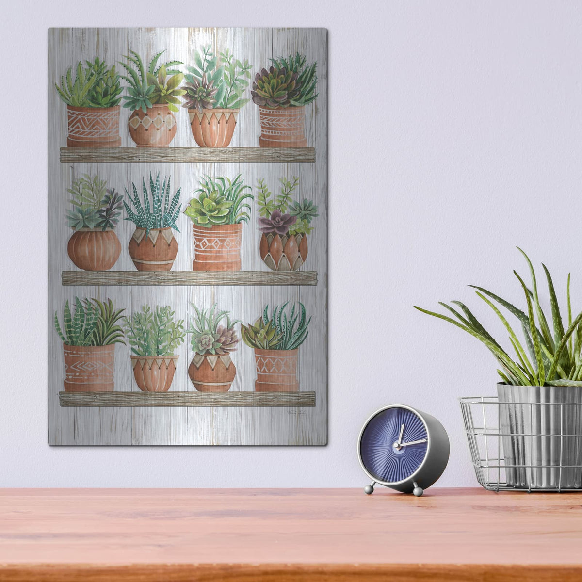 'Succulents on Shelves' by Cindy Jacobs – Metal Wall Art, 12x16 room view