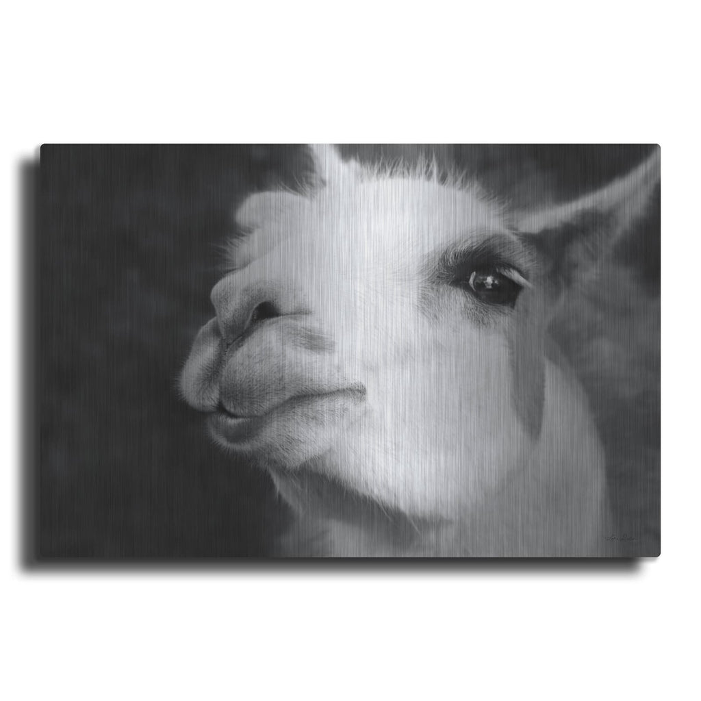 'Lake Tobias Alpaca' by Lori Deiter – Metal Wall Art