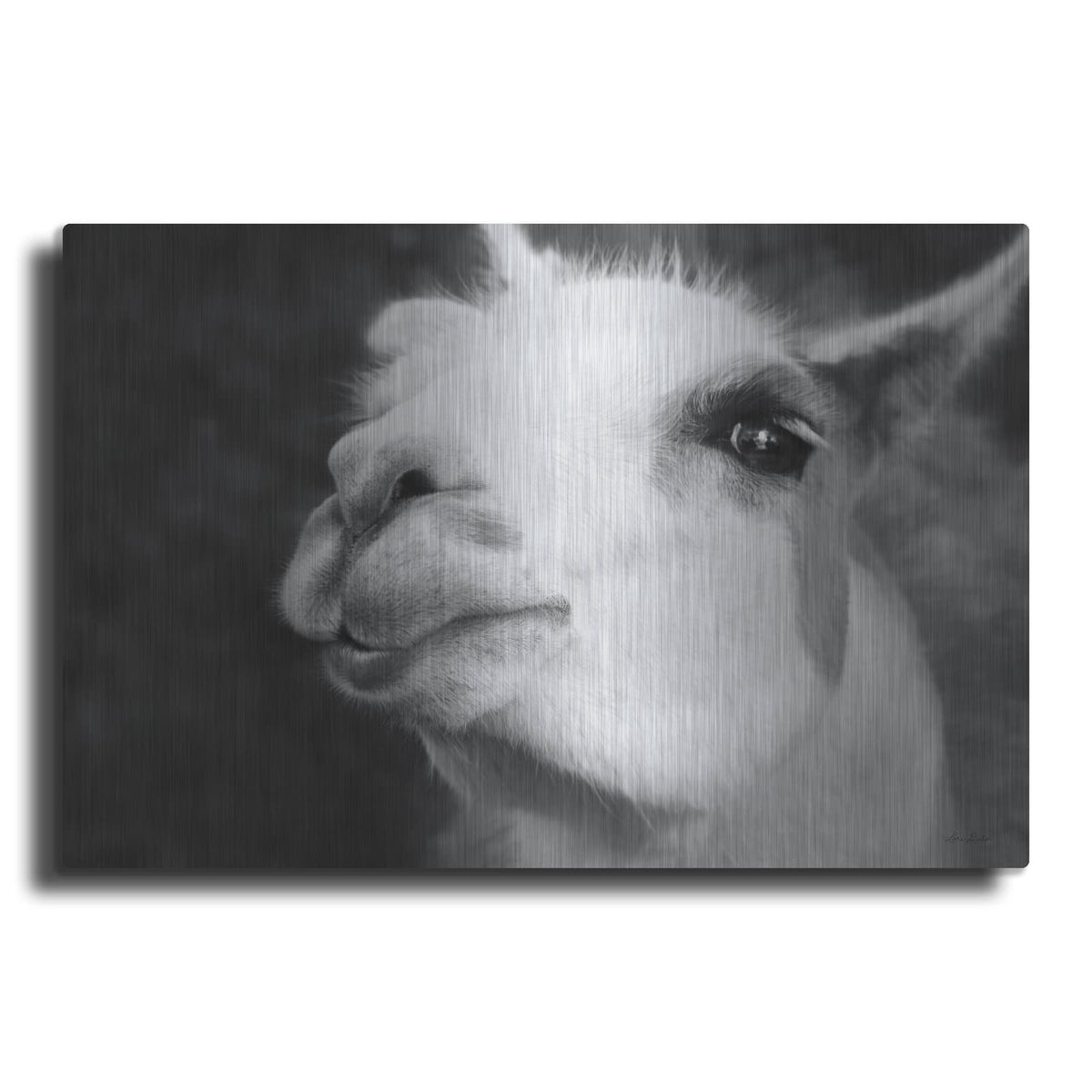 'Lake Tobias Alpaca' by Lori Deiter – Metal Wall Art