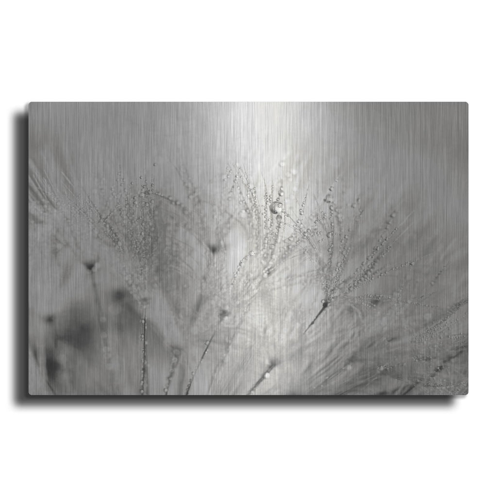 'Dandelion Jewels II' by Lori Deiter – Metal Wall Art