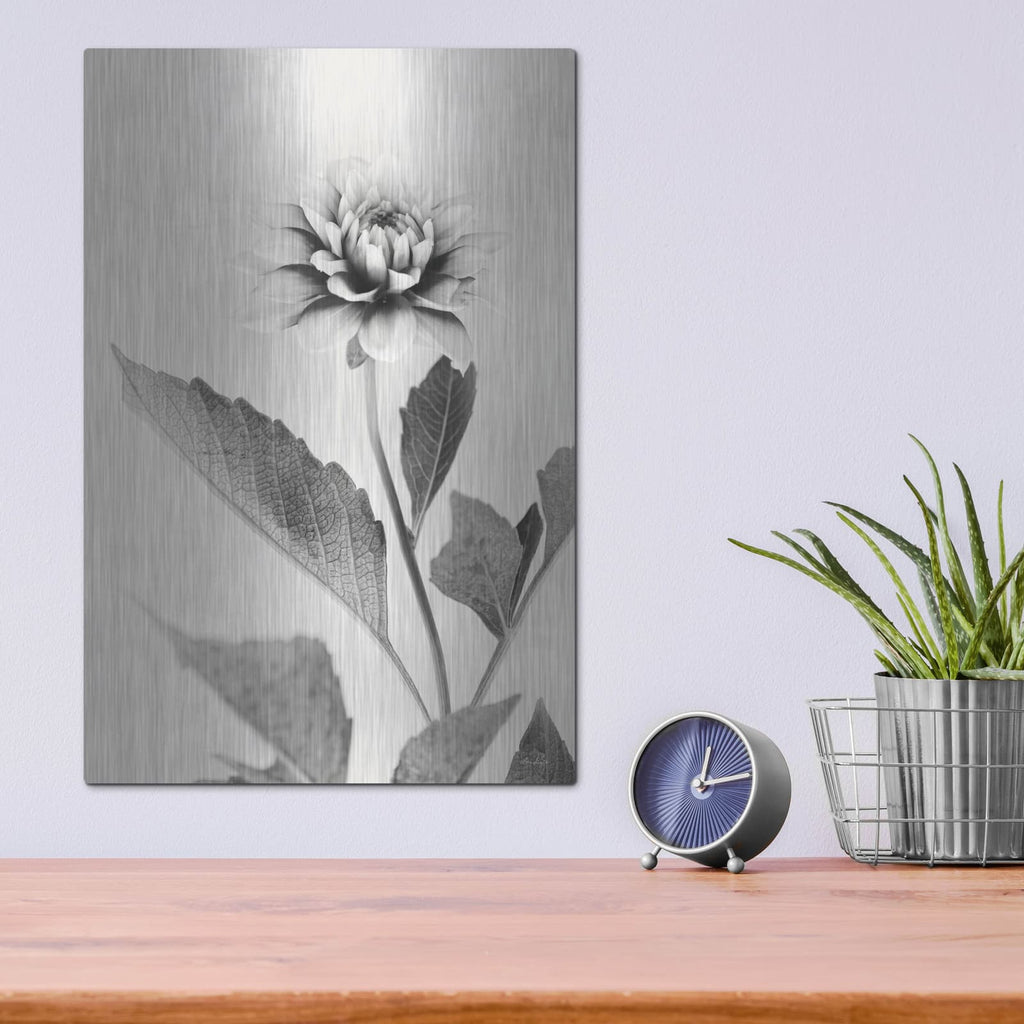 'White Dahlia II' by Lori Deiter – Metal Wall Art, 12x16 room view