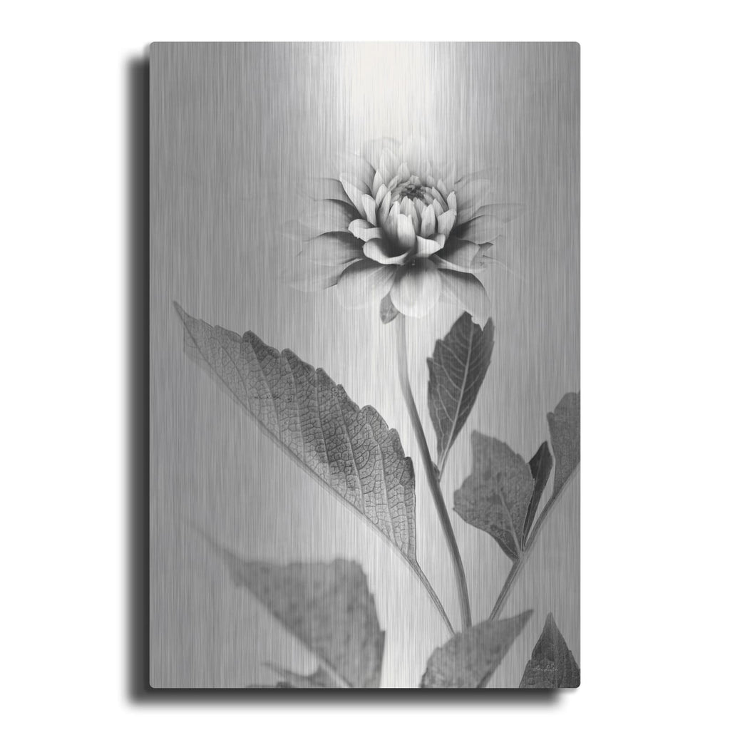 'White Dahlia II' by Lori Deiter – Metal Wall Art