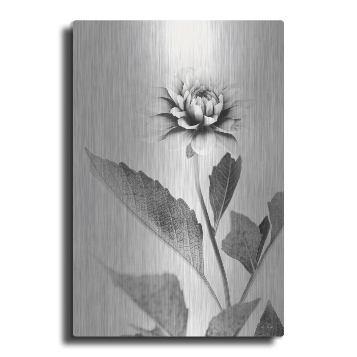 'White Dahlia II' by Lori Deiter – Metal Wall Art