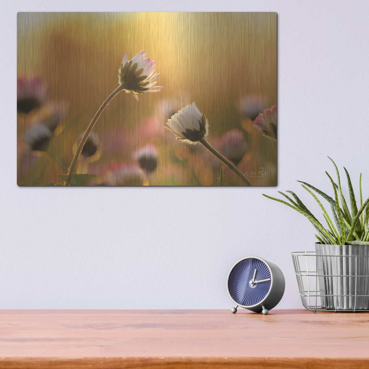 'Daisies' by Martin Podt – Metal Wall Art, 16x12 room view