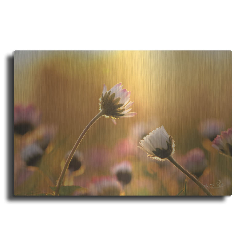 'Daisies' by Martin Podt – Metal Wall Art