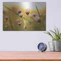 'Daisy at Sunset' by Martin Podt – Metal Wall Art, 16x12 room view